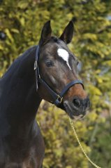 Stübben Ohlávka NT