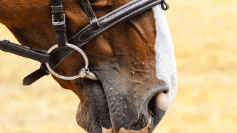 Ako vybrať správne zubadlo pre koňa