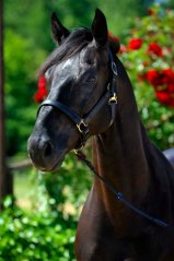 Stübben Ohlávka NT